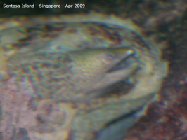 20090422 Singapore-Sentosa Island  42 of 97 